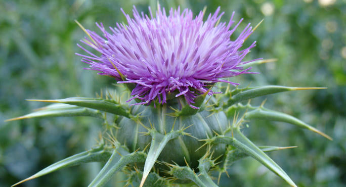 milk thistle, silybin